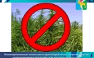 Межведомственная комиссия по противодействию  злоупотреблению  наркотическими средствами  и их незаконному обороту призывает жителей и организации Северного района к уничтожению очагов произрастания наркосодержащих растений